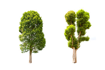 Image showing Collection of Irvingia malayana tree, tropical tree in the northeast of Thailand isolated on white background