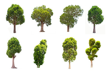 Image showing Collection of Irvingia malayana tree, tropical tree in the northeast of Thailand isolated on white background