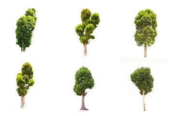 Image showing Collection of Irvingia malayana tree, tropical tree in the northeast of Thailand isolated on white background