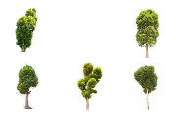 Image showing Collection of Irvingia malayana tree, tropical tree in the northeast of Thailand isolated on white background