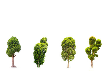 Image showing Collection of Irvingia malayana tree, tropical tree in the northeast of Thailand isolated on white background