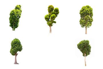 Image showing Collection of Irvingia malayana tree, tropical tree in the northeast of Thailand isolated on white background