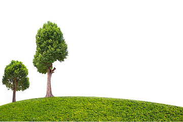 Image showing Collection of Irvingia malayana tree, tropical tree in the northeast of Thailand isolated on white background