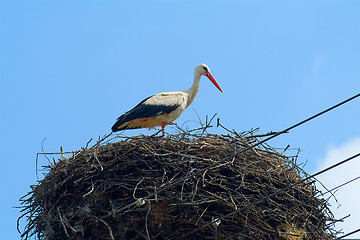 Image showing stork