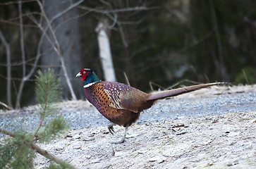 Image showing male pheasant