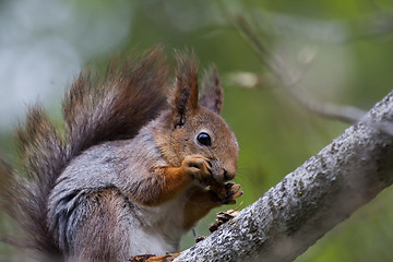 Image showing red squirrel