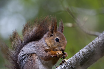 Image showing squirrel