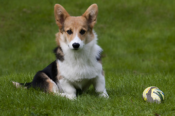 Image showing puppy with ball