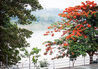 Image showing River scenery and peacock tree from window view