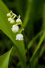 Image showing lily of the valley