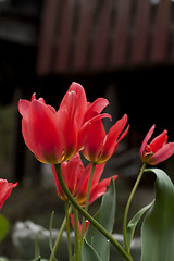 Image showing tulips