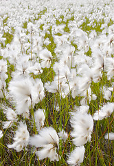 Image showing Cotton grass