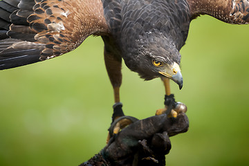 Image showing hawk bird