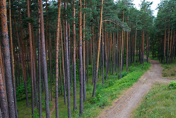 Image showing Walking trail through pine forest in Latvia