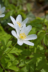 Image showing Wood Anemone