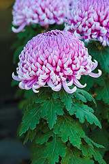 Image showing Chrysanthemum 