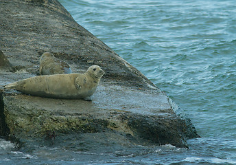 Image showing Seal