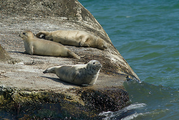 Image showing Seal