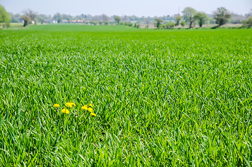 Image showing Yellow weed in farmers field