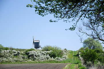 Image showing Blossom blackthorn by an old windmill