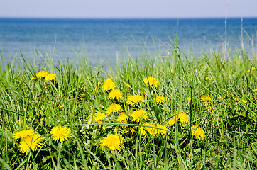 Image showing Dandelions at coast