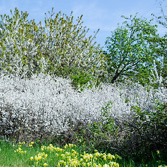 Image showing Springtime blossom