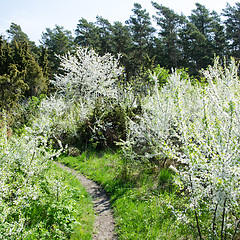 Image showing Blossom at trail