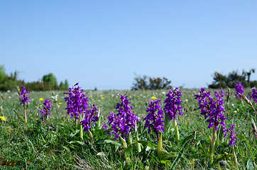 Image showing Purple flowers at blue sky