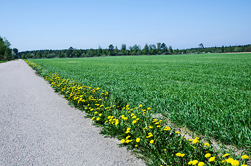 Image showing Dandelions at road side