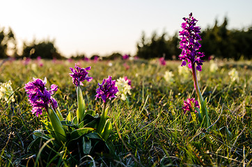 Image showing Orchid meadow