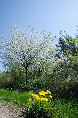 Image showing Springtime colours