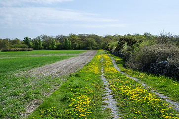 Image showing Dandelions at dirt road