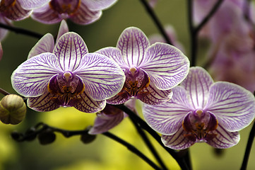 Image showing Pink Orchids