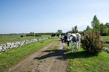 Image showing Cattle on the road