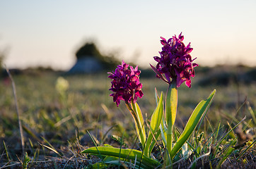 Image showing Purple orchids