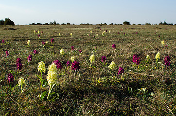 Image showing Orchids field