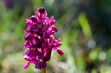 Image showing Dew drops on purple flower