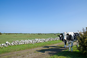 Image showing Cattle watches