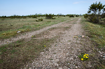 Image showing Dirt road with dandelions