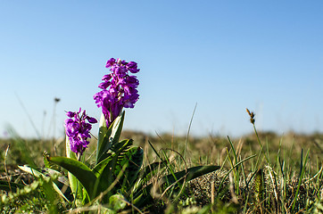 Image showing Nordic orchids