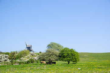 Image showing Windmill and grazing cattle