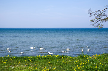 Image showing Mute swans by coast