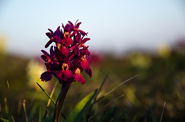 Image showing Orchid Portrait