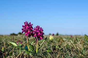 Image showing Springtime flowers