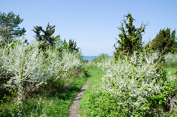 Image showing Blossom at path to the sea