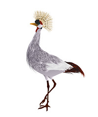 Image showing Crowned crane