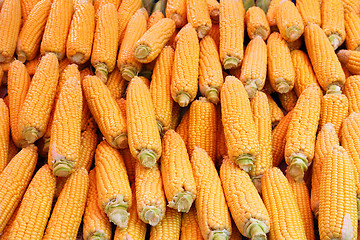 Image showing ripe corn - food background