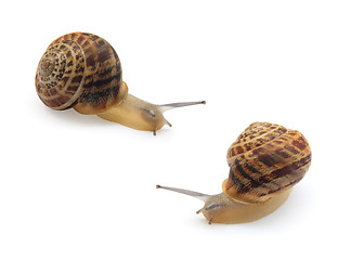 Image showing two snails isolated