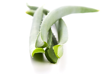 Image showing Aloe vera - herbal medicine 