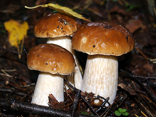 Image showing mushroom brothers